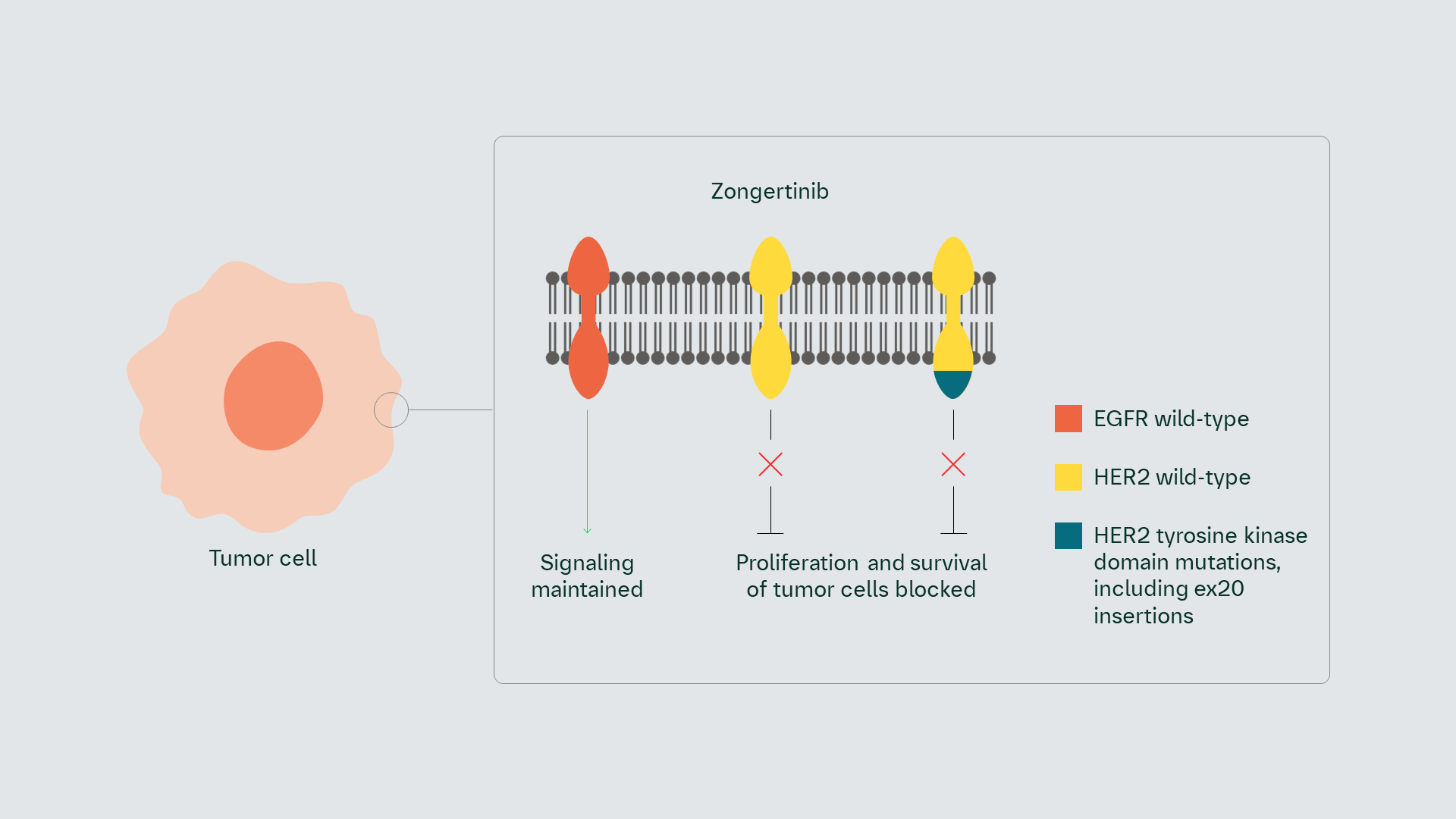 HER2 Inhibitor | Clinical Research | InOncology